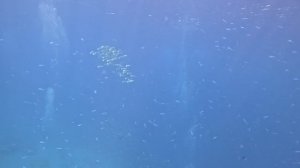 коралловый риф Египет, Шари-эль-шейх дайвинг на Мальдивах