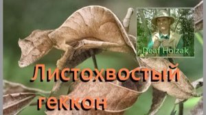 Deaf Holzak Листохвостый геккон