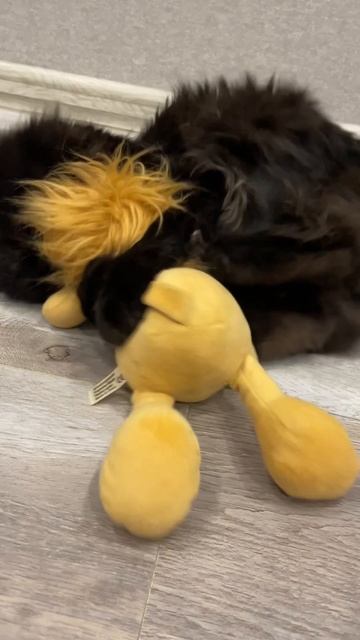 Борьба Коти и льва #кот #прикольныекоты