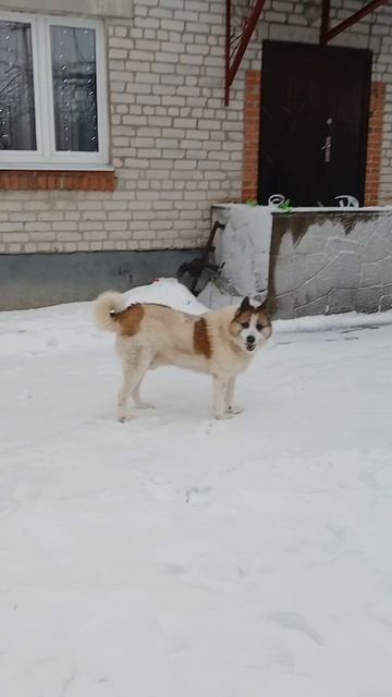 Зимние семейные забавы 