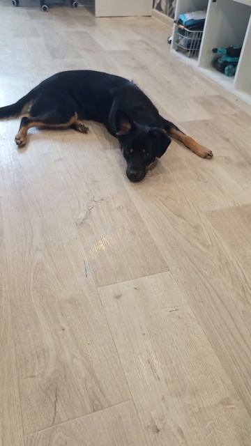 Альфа играет с мячиком Альфа играет #собачка #щенок #игра #собачьядружба #собаки #милыйщенок Альфа играет с мячиком Альфа играет #собачка #щенок #игра #собачьядружба #собаки #милыйщенок