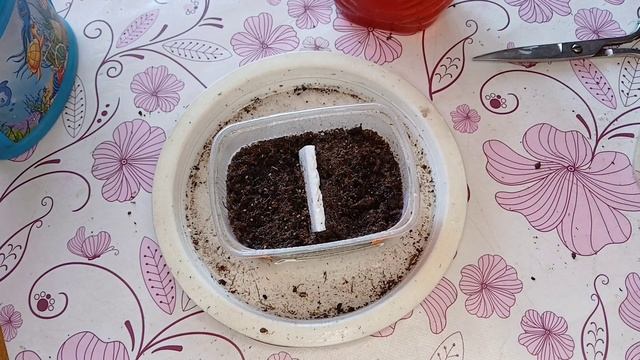 Рассадный 2026 г. Посев корневой сельдерея.