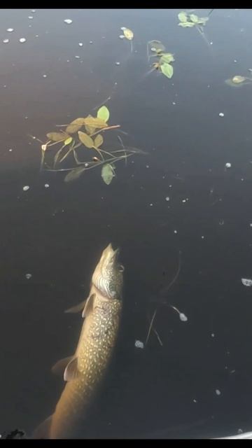 Красиво пошла