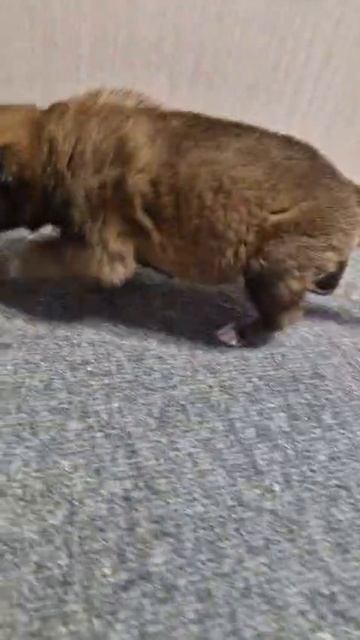 Доброе утро, в данный момент щенки находятся у меня дома. Вчера их накормили, всю ночь спали Доброе утро, в данный момент щенки находятся у меня дома. Вчера их накормили, всю ночь спали