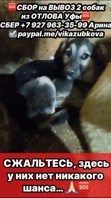 ПОМОГИТЕ вывезти
двух малышей из
этих ужасных стен 😭
Их ждут в Москве🥺
Но нам нужна ваша
помощ ПОМОГИТЕ вывезти
двух малышей из
этих ужасных стен 😭
Их ждут в Москве🥺
Но нам нужна ваша
помощ