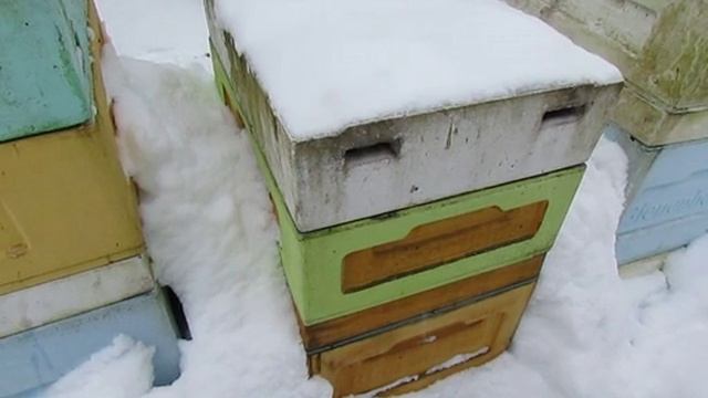 февраль на пасеке , второй отводок пчел Монтикола, ответы на вопросы , 6.02.2026 смотреть онлайн