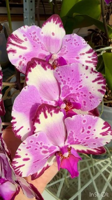 Для настроения #орхидеи