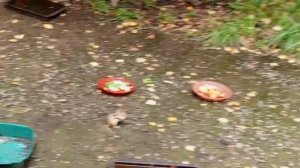 рубрика, архивные видео про зверят.