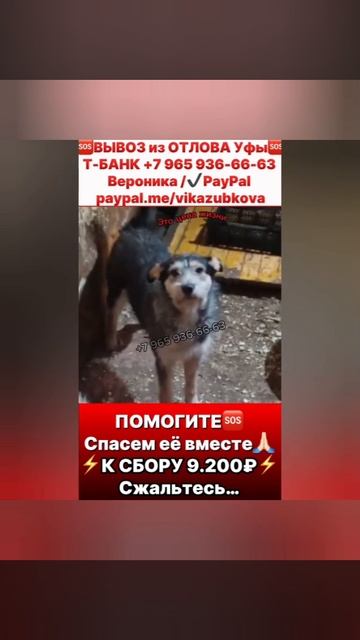 Собака угасает в отлове…
срок ее содержания
подходит к концу💔🆘,
помогите нам вывезти её….
Е Собака угасает в отлове…
срок ее содержания
подходит к концу💔🆘,
помогите нам вывезти её….
Е
