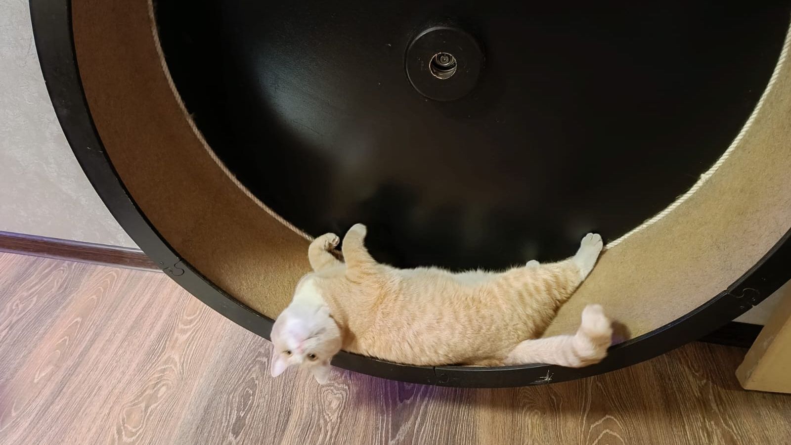 Беговое колесо для кошки