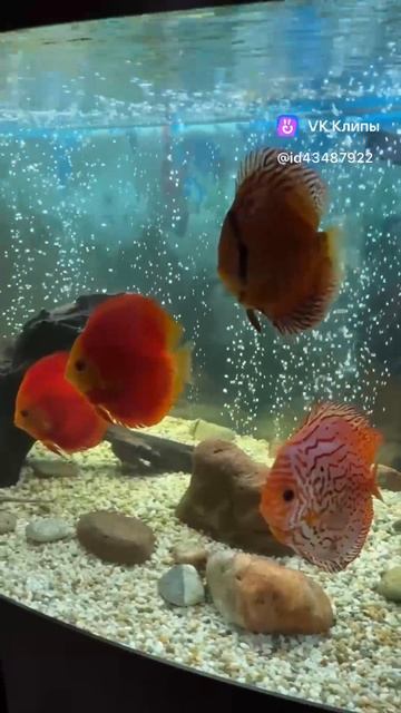 Любуемся моими дискусами 🤗