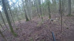 РГ Побудка (Стрелка) (3 года 8 месяцев) ВПКОС 7132/24. Охота на зайца беляка. На меня выбежали лоси