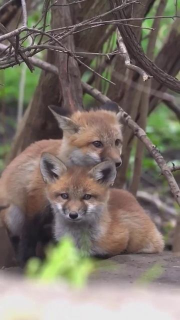 В мире природы, как в волшебной сказке, рождаются невероятные чудеса – маленькие рыжие лисята. 🦊