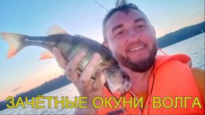 Зачётные окуни на Волге. Саратов.
