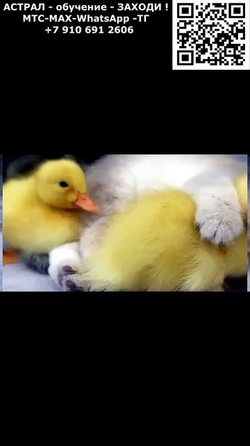 Цыплята и котенок. Позитив. Юмор. Нейросеть ИИ #настроение #юмор #смешное #анекдот #шутка #нейросеть