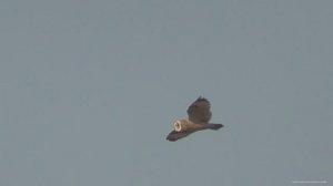 Выезд на природу фильм2 Сова летает днём и другие птицы