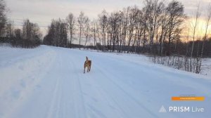 Запись стрима от 7.02.26. Часть 2. Птиченькино кафе, прогулка с Псом Кубиком, беседы на кухне