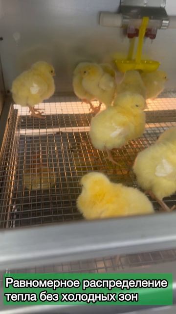Рамный автоматический брудер для цыплят 0707 смотреть онлайн