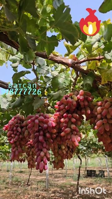 Маникюр Фингер сифати олӣ арзон ва кафолатдор
Навиштан: WhatsApp  Telegram  IMO 
ВАТСА