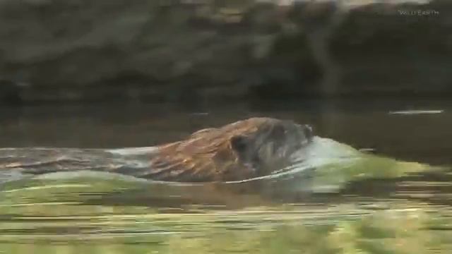 Дикая Карелия