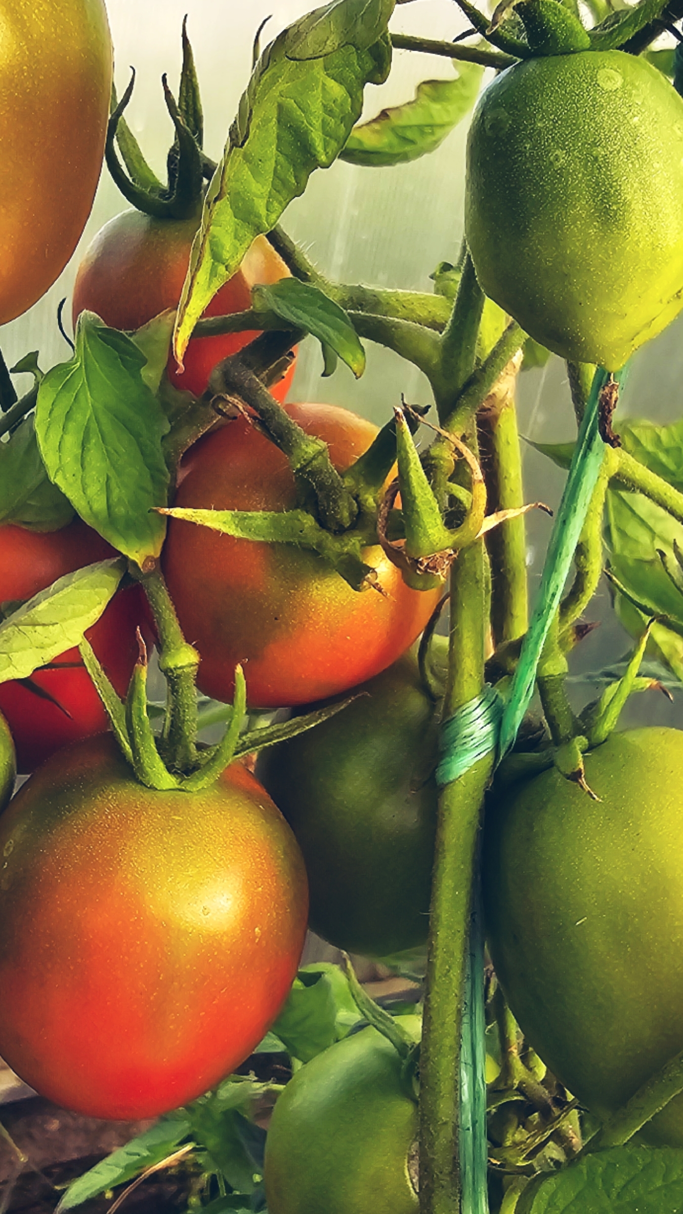 Собираем урожай. #огород #помидоры Собираем урожай. #огород #помидоры