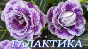 №1165/ ВЫСТАВКА цветов и ОРХИДЕЙ  в ГАЛАКТИКЕ