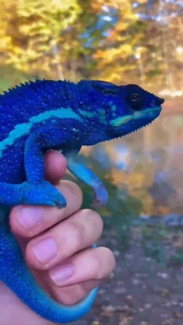 Хамелеон «аватар». Лучшая генетика в мире