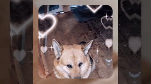 1000048033.mp4 (Собака наблюдает за устройством лестницы на 2 этаж в доме А-фрейм)