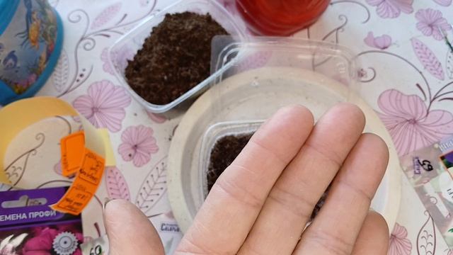 07-02-2026,Посев виолы.