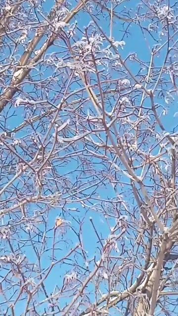 А сады обледенели… Выдержат?