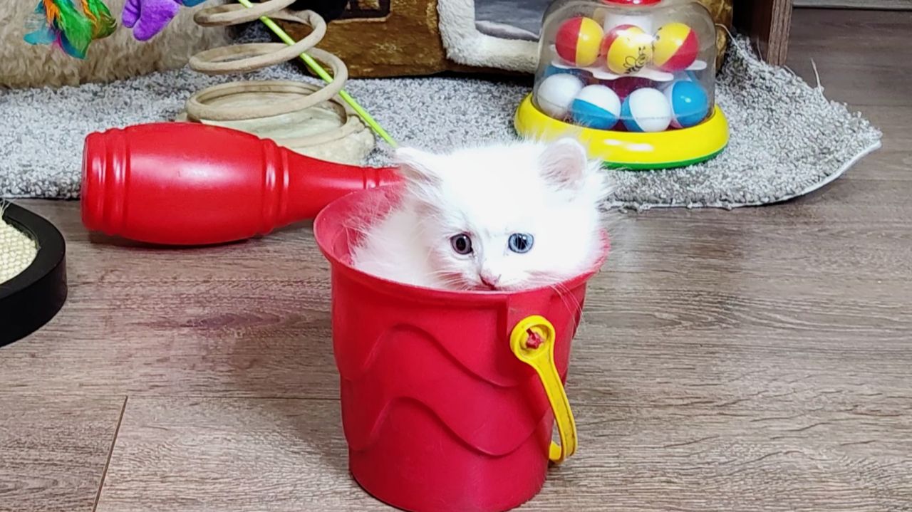 Мама-кошка и котенок Винни наблюдают за игрой котят Тома и Микки. Прекрасное кошачье потомство. Мама-кошка и котенок Винни наблюдают за игрой котят Тома и Микки. Прекрасное кошачье потомство.