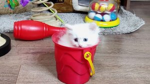 Мама-кошка и котенок Винни наблюдают за игрой котят Тома и Микки. Прекрасное кошачье потомство.