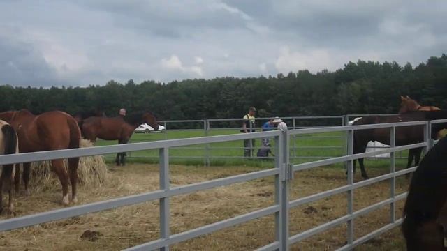 Лошади День Балтийского поля 2019 смотреть онлайн