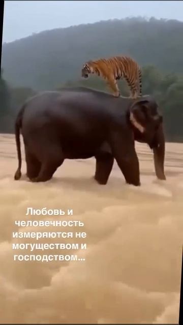 Вот,живой пример ,для,всех  нас ,как надо правильно и как оно должно быть .из инета Дьяченко ЛГ.