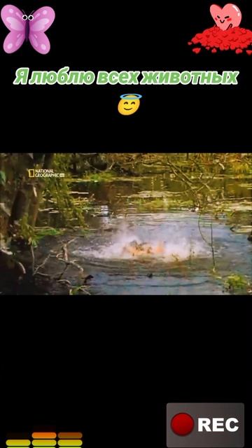 Я люблю всех животных😇 смотреть онлайн