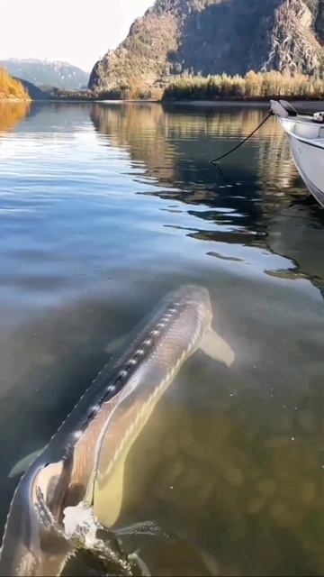 Белый осётр (Acipenser transmontanus) читайте описание…..