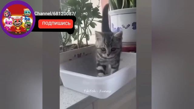 Смешные видео про кошек и собак Лучшие смешные видео про животных