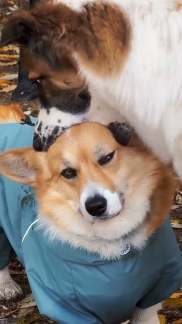 Не вертись, меряю, свяжу тебе шапку☺))