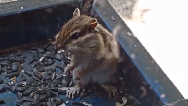 рубрика, архивные видео про зверят