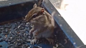 рубрика, архивные видео про зверят