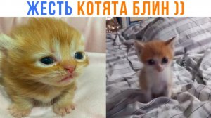 ЖЕСТЬ КОТЯТА БЛИН ))) Приколы с котами | Мемозг 1716