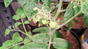 Февраль/Моя рассада томатов 2026/Орхидеи и цикламен.