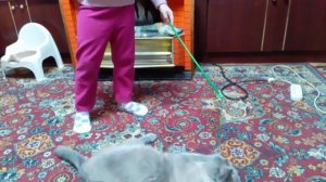 Я с бабушкой играю с котом чушпаном ✨ АМАЛИЯ