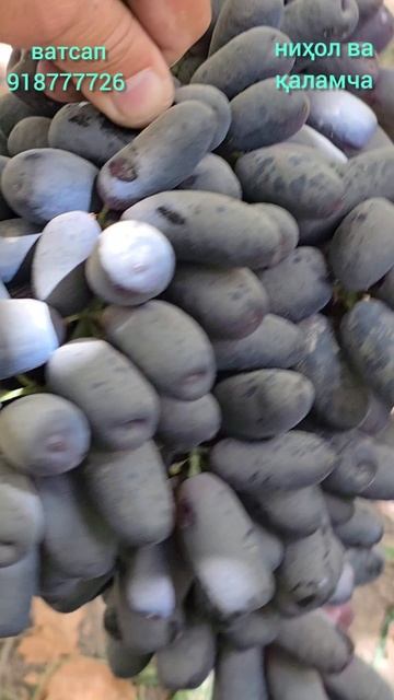 «Боз арзон кардем! 💰
Кишмиш Аватар 🍇 бо кафолат ✅
Фармоиш: WhatsApp | Telegram | IMO 📲»
ВАТСАП ✅️