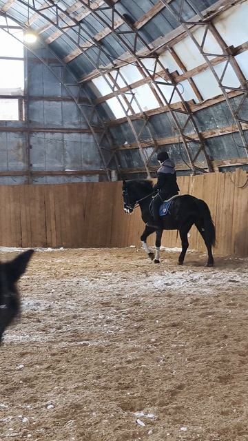 Вика и Рокас Вэлл, вольт на галопе, с переходом в рысь.