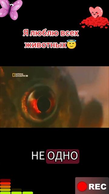 Я люблю всех животных😇 смотреть онлайн