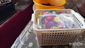 /135/Семена цветов  какие буду сажать,плюсы и минусы рассады цветов.