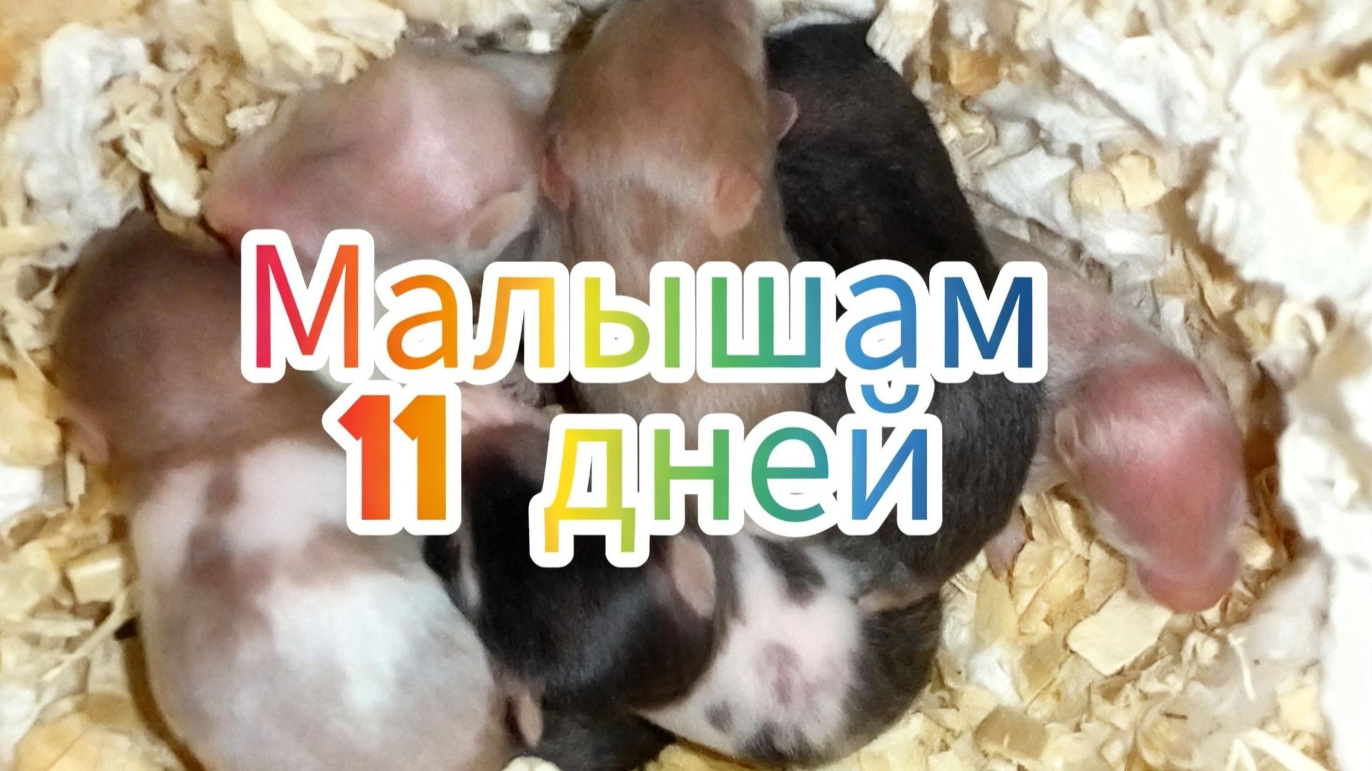 Хомячкам 11 дней. В том же составе — 7 шт. #хомяки