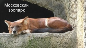Московский зоопарк