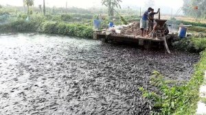 РЕАКЦИЯ СОМА ПОСЛЕ ПРИЕМА КОРМА